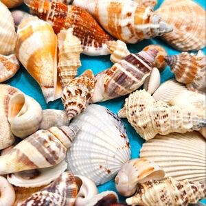 1/2 lb Bag Assorted Seashells